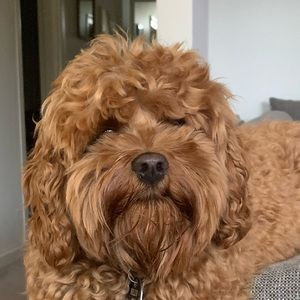 Meet your Posher, Jade